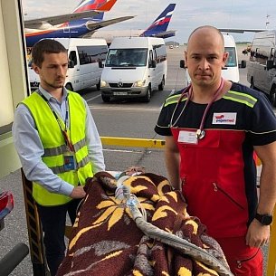 Врач санитарной авиации Грузит пациента в самолет